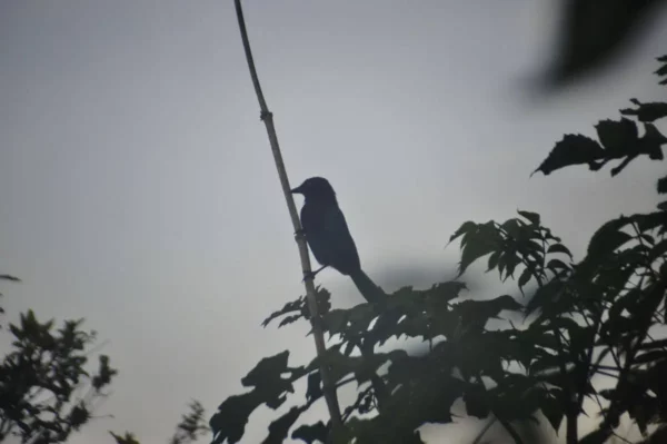 great-tailed grackle bird sitting on branch in forest by lake atitlan