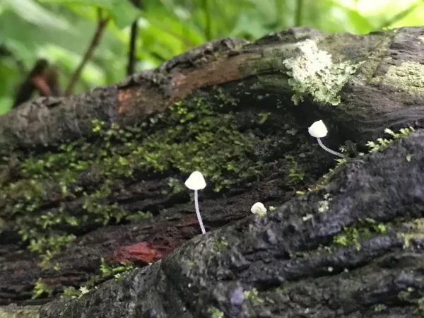 Delicate white mushrooms emerge from a moss-covered log in the lush greenery of Lake Atitlán, Guatemala.