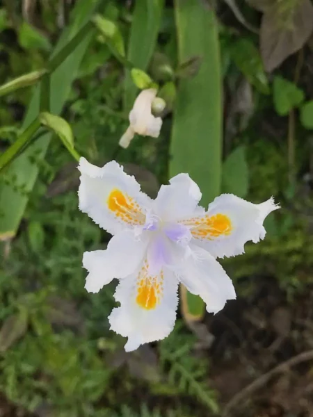 A Japanese fringed iris gone astray in the Guatemalan jungle