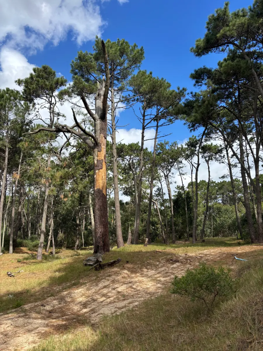 Andresito Park woods surrounding La Paloma