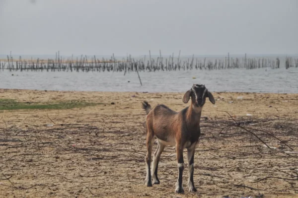Pattani, Hat Yai, Songkhla Lake - South Thailand Road Trip pt. 14