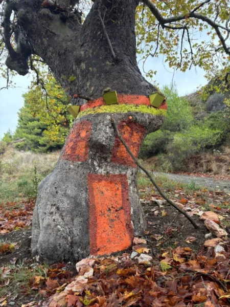 Painted plane tree on Mount Lichas near Lichada, Evia, Greece