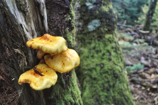 Yellow mushrooms growing on a decaying tree along the Steni to Dirfys Refuge Loop in Central Evia