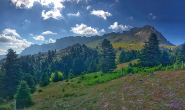 Lush greenery and scattered wildflowers frame the majestic slopes of Mount Xerovouni in Euboea, Greece under a bright blue sky.