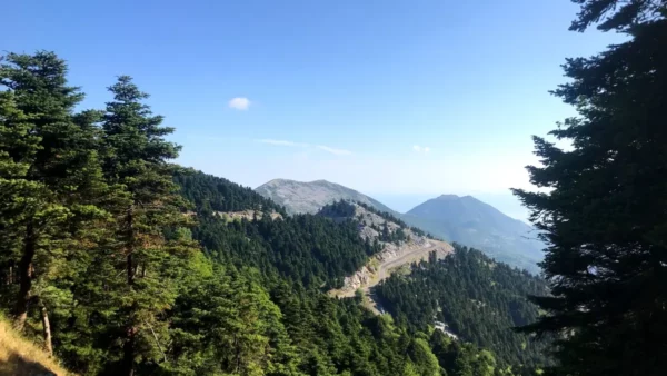 Lush green pine trees frame the scenic view of Mount Xerovouni in Euboea, Greece, showcasing rolling hills and a clear blue sky.
