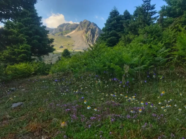 Lush greenery and wildflowers in the foreground with the rugged peak of Mount Xerovouni rising prominently in Euboea, Greece.