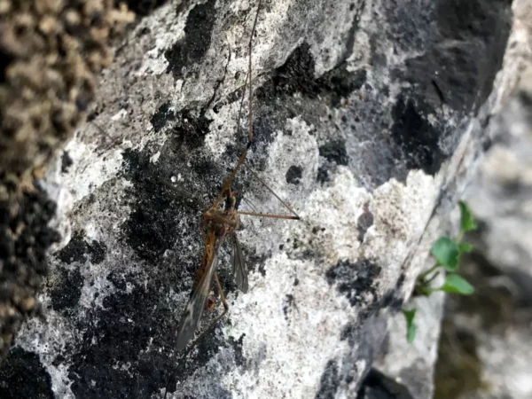 A grasshopper blends into the rocky terrain of Mount Xerovouni, showcasing earthy tones and natural textures in Euboea, Greece.