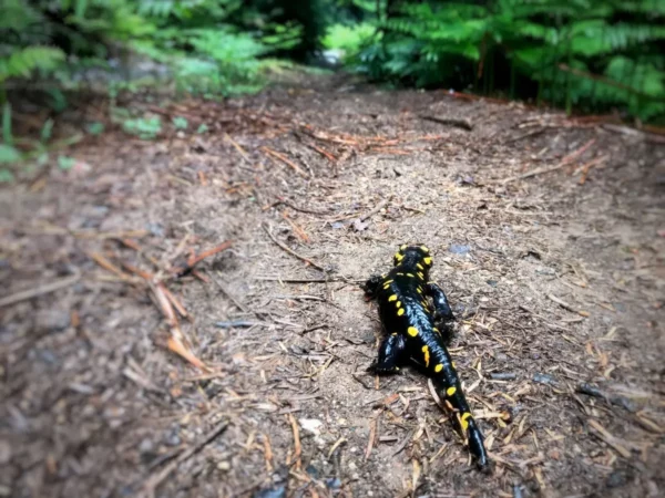 A black and yellow salamander crawls along a forest trail at Mount Xerovouni, Euboea, Greece. Lush greenery surrounds it.