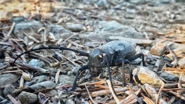 Dark insect with long antennae on rocky ground, surrounded by twigs and pebbles at Mount Xerovouni, Euboea, Greece.