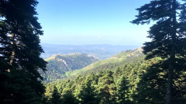 Lush green pine trees frame a sweeping view of the valleys and mountains of Mount Xerovouni, Euboea, Greece.