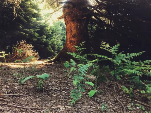 Lush greenery and ferns surround a tall tree trunk, capturing the serene forest atmosphere of Mount Xerovouni, Euboea, Greece.