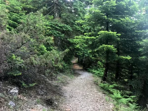 Lush green pine trees line a winding gravel path through a serene forest on Mount Xerovouni, Euboea, Greece.