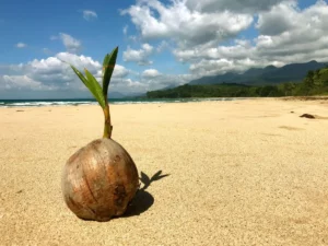 Photos: Napsan Beach, Palawan, Philippines (2020)