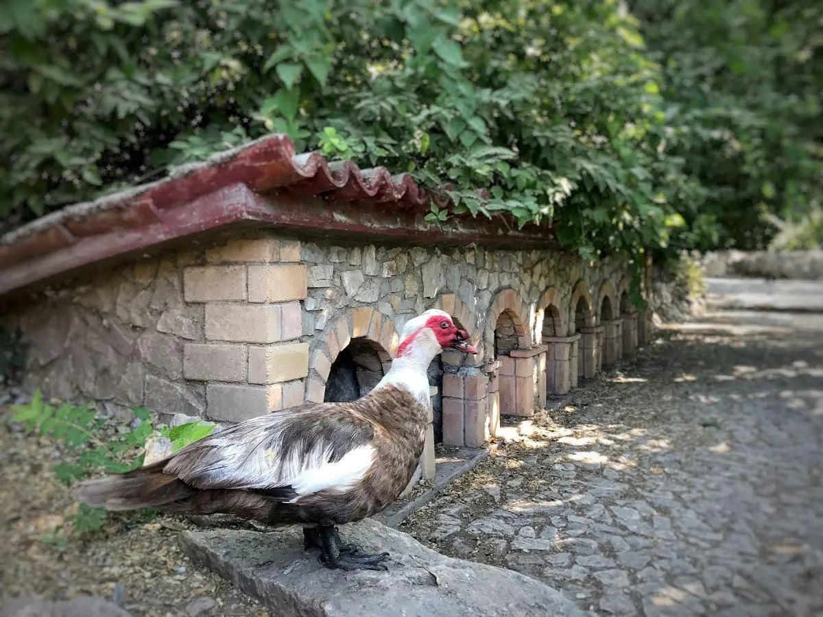 National Garden, Athens: the city's neatest park