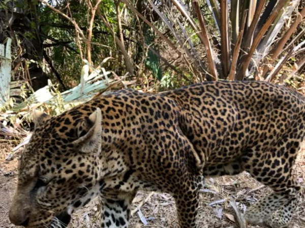 Αιχμαλωτισμένη λεοπάρδαλη νιοκόλο κόμπα σενεγάλη