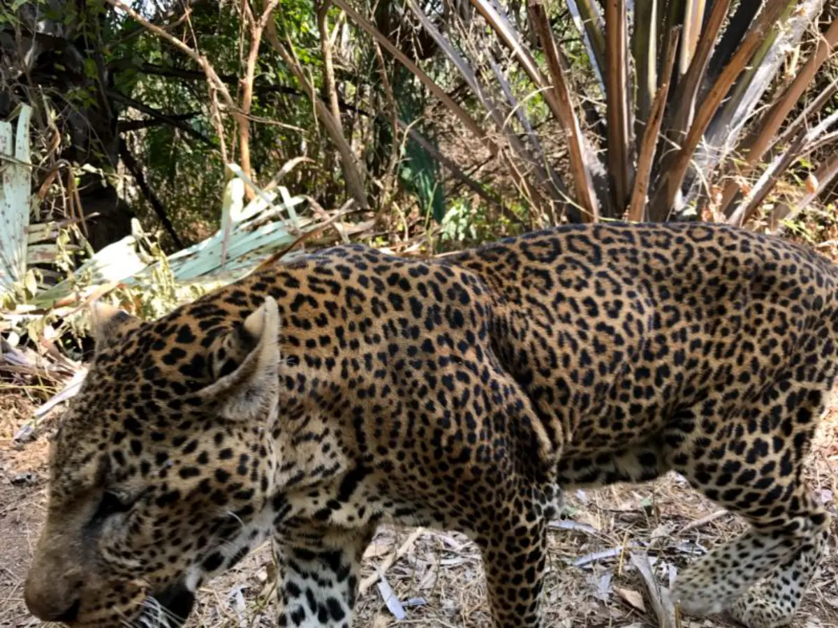 Αιχμαλωτισμένη λεοπάρδαλη νιοκόλο κόμπα σενεγάλη