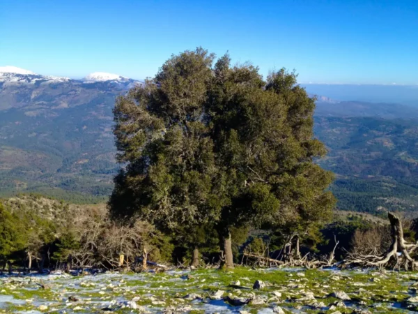 Lone oak tree on the summit of Mount Olympus Euboicus in Central Evia
