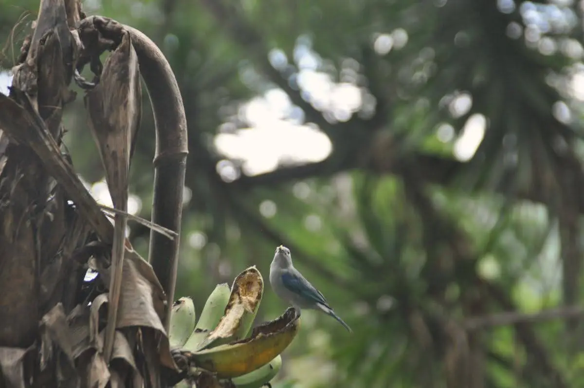 Small blue-gray tanager bird perched on a banana plant near the edge of Atitlán Natural Reserve, with dense tropical foliage softly blurred in the background.