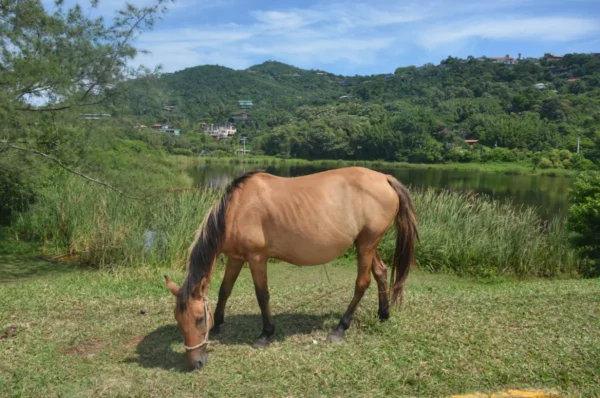 Brown horse grazing on lush green grass by the serene lake, surrounded by rolling hills near Praia do Rosa, Santa Catarina, Brazil.