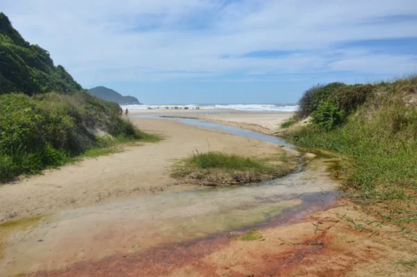 Golden sands and gentle waves meet a meandering stream at Praia do Rosa in Santa Catarina, Brazil, framed by lush greenery.