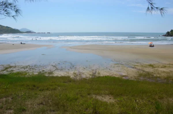 Praia do Rosa features golden sands and gentle waves, framed by lush greenery under a clear blue sky in Santa Catarina, Brazil.