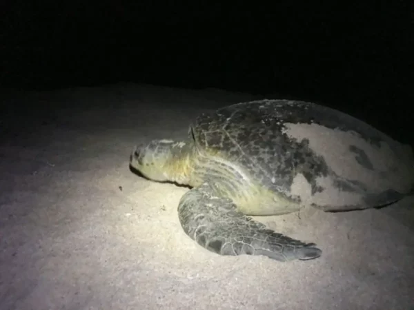 χελώνα πάει για γέννα σε παραλία στο ομάν