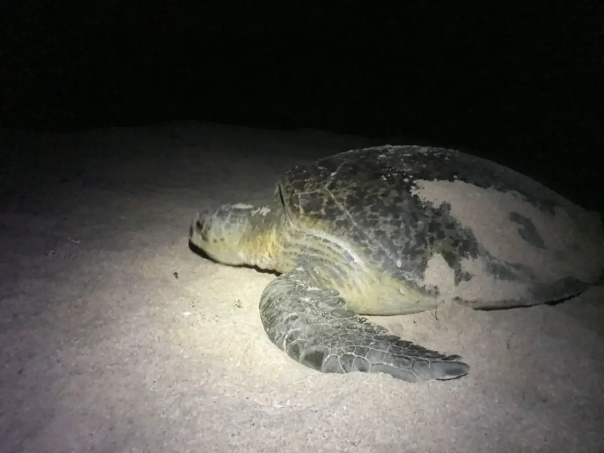 χελώνα πάει για γέννα σε παραλία στο ομάν