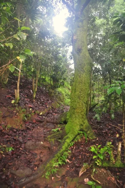 tree trunk covered in moss during hiking to the top of san pedro volcano in guatemala
