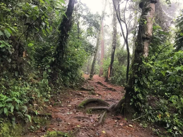 forest trail to the top of Volcán San Pedro at lake atitlan in guatemala