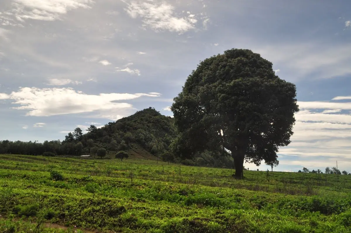 Lone tree standing in a green highland field near Santa Clara La Laguna, Guatemala, with indian nose and a partly cloudy sky in the background