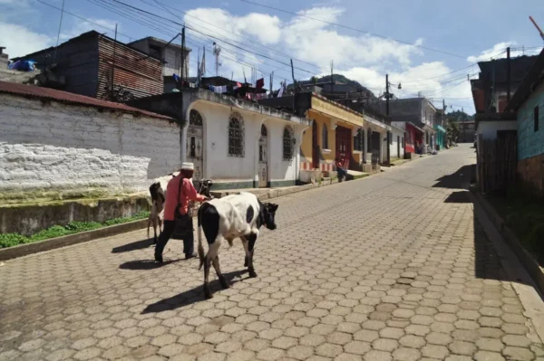 Man leading cows along a quiet cobblestone street in Santa Clara La Laguna, Guatemala, with colorful houses lining the road and midday light overhead.