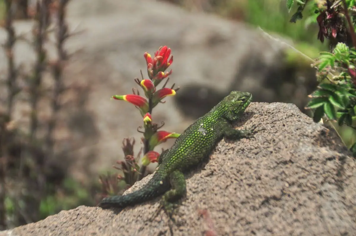 bright green Lizard on rock beside lobelias on santa maria volcano in guatemala