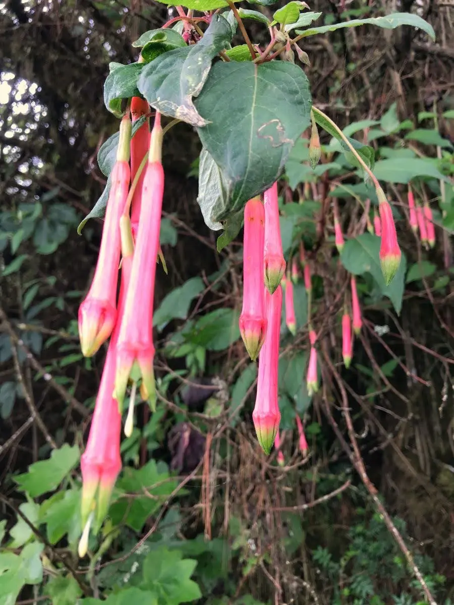 Fuchsia fulgens flowers in a guatemalan forest