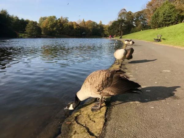 Sefton Park, Liverpool, UK (2019) - Photos