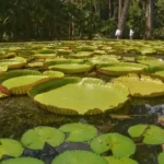 Green lily pads floating across a pond in a botanical garden, with trees and a walkway in the background