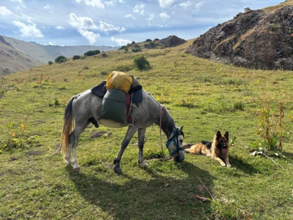 grullo horse and german shepherd resting during a trek in kyrgyzstan