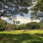 Green lawn and dense trees in a sunlit tropical landscape near Tolа, Nicaragua, at dusk with a partly cloudy sky.