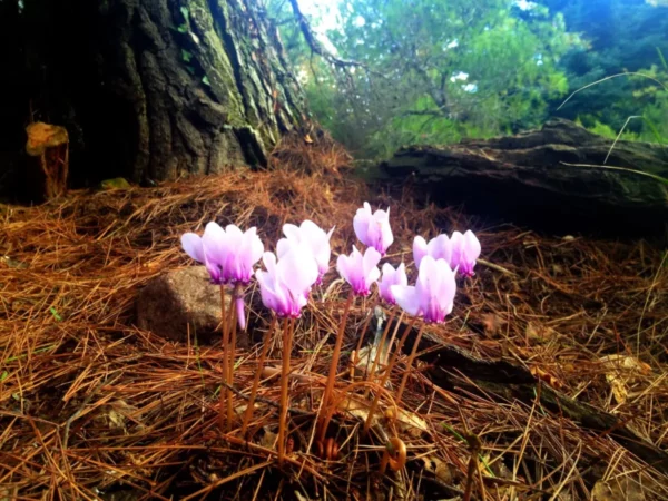 Delicate pink cyclamen flowers bloom among pine needles at Xerovouni, surrounded by lush greenery and textured bark.