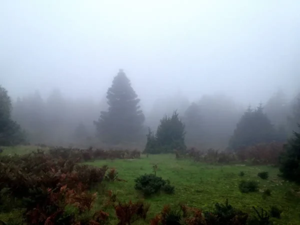 Misty landscape featuring silhouettes of evergreen trees and lush greenery at Xerovouni, creating a tranquil, ethereal atmosphere.