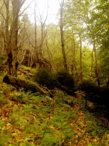 Lush greenery and fallen leaves cover the forest floor at Xerovouni, dotted with trees and a hint of ancient ruins in the background.