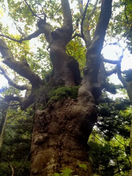 Majestic tree trunk with textured bark and green moss, surrounded by dense foliage at Xerovouni.