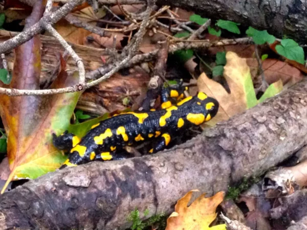 Black and yellow salamander rests on a log surrounded by fallen leaves at Xerovouni.