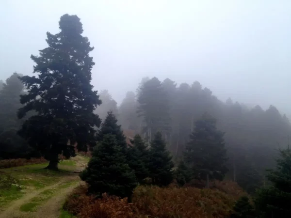 Misty pine forest landscape at Xerovouni, featuring tall dark trees and a winding path through the fog.
