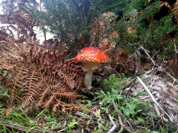 Vibrant red mushroom with white spots among ferns and green foliage in Xerovouni.