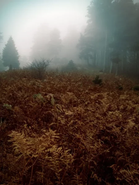Misty landscape with brown ferns and pine trees, creating a tranquil scene in Xerovouni.