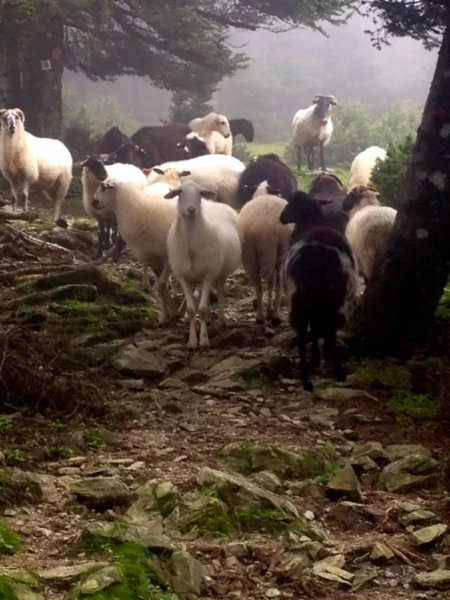 Flocks of sheep grazing among green moss-covered stones near Xerovouni, surrounded by fog and trees.