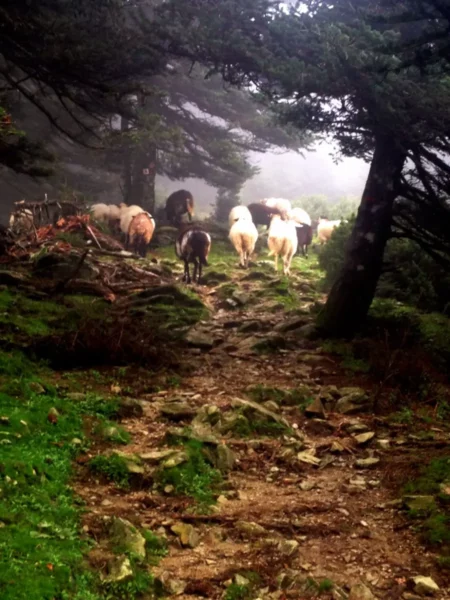 Grazing sheep navigate a rocky path through lush greenery at Xerovouni, surrounded by misty trees.