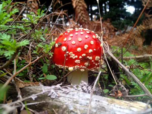 Bright red mushroom with white spots surrounded by green ferns and fallen branches in Xerovouni.