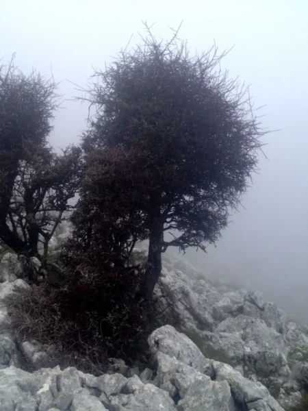 Misty landscape at Xerovouni, featuring a solitary, dark tree among rocky terrain and fog obscuring the background.