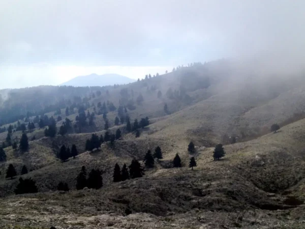 Lush green hills and scattered pine trees shrouded in fog at Xerovouni create a serene, misty landscape.